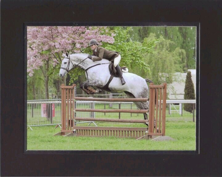 show horse producer