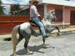 PERITO AGRONOMO, VAQUERO DE CORAZON