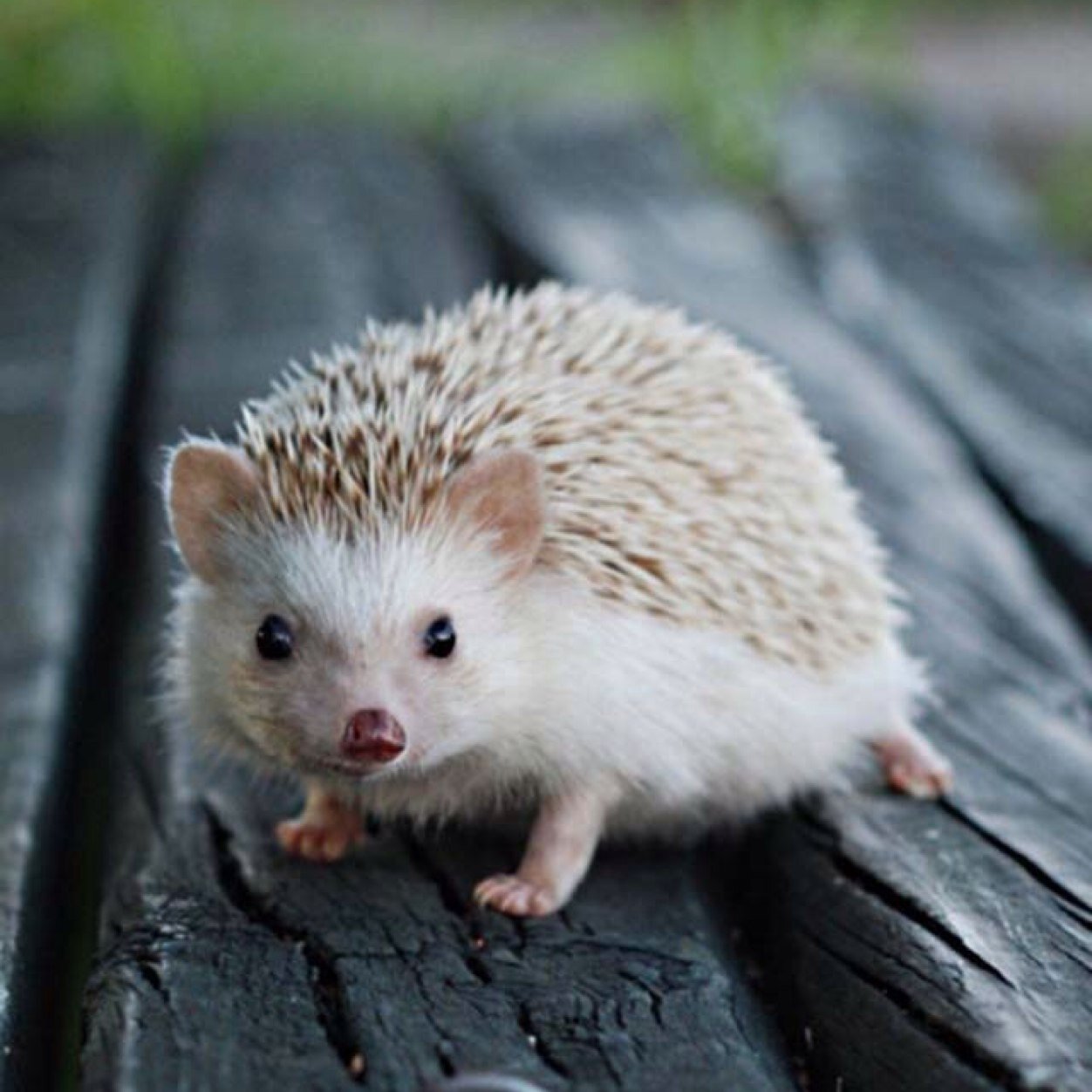 Muguet916's profile picture. LIVE大好き♪ ♬ ヾ(´︶`♡)ﾉ ♬ ♪