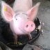 Vaca Pelada (@deepblue911) Twitter profile photo