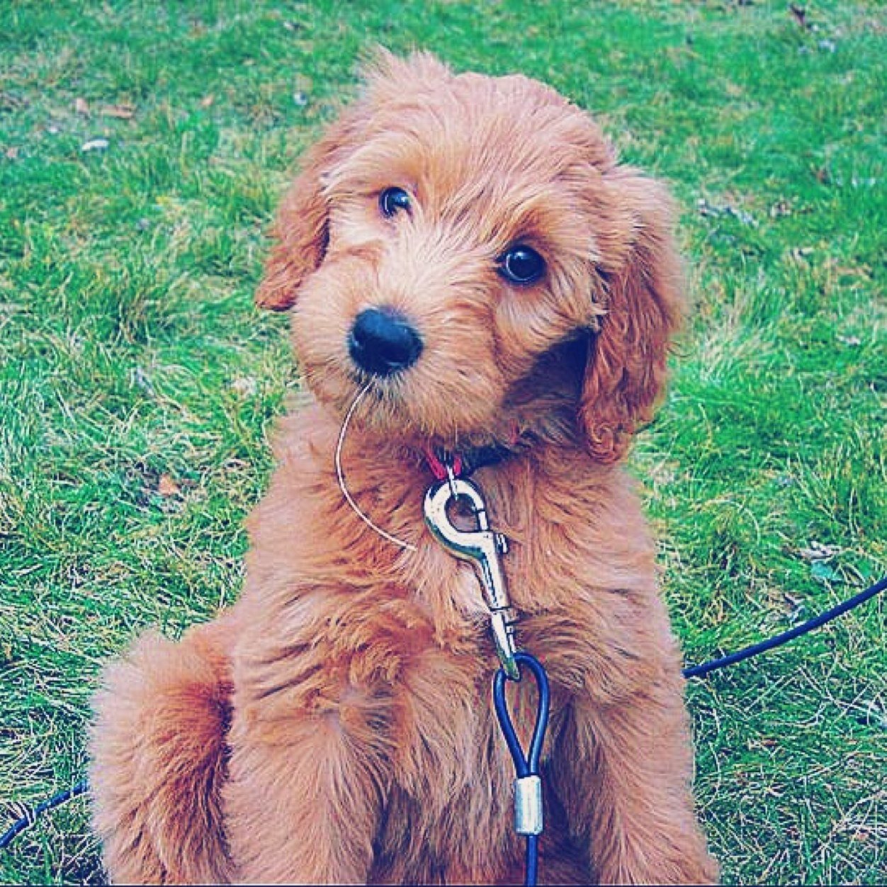 kimba_doodle's profile picture. I love my siblings and hate thunderstorms. Don't walk by my house if you don't like getting barked at. Woof.