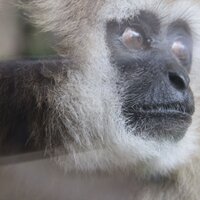 まるは (@monkeydoing) 's Twitter Profile