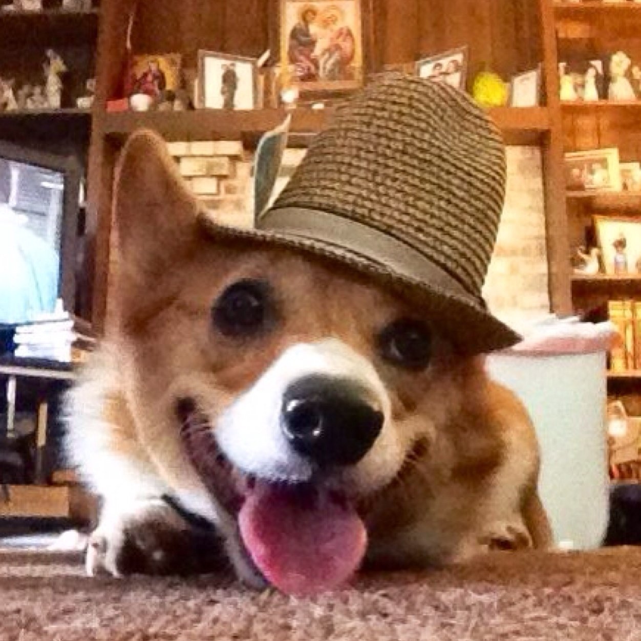 Corgi, lover of life. I have a cute butt, and sometimes I am a butt.