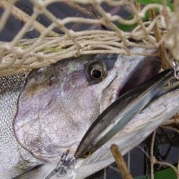 麺喰いと鱒獲りの備忘録です。海でショアジキも始めましたがなかなか釣れません。明日は釣れると酔いネェ😂