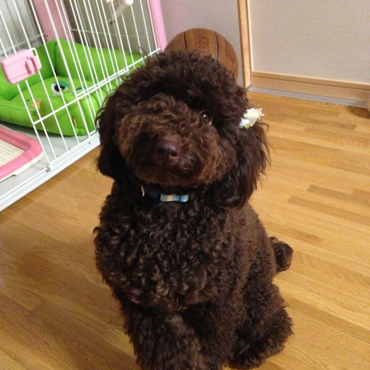 kamemamacha's profile picture. 