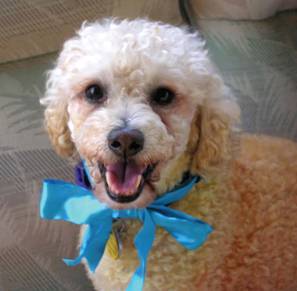 lil_paws_rescue's profile picture. A non-profit rescue organization dedicated to helping homeless Maltese and other small dog breeds in the Austin area