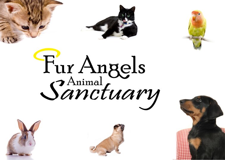 Fur Angels Animal Sanctuary is a non profit foster home based animal rescue run by volunteers.