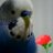kyoko_watnbe's profile image