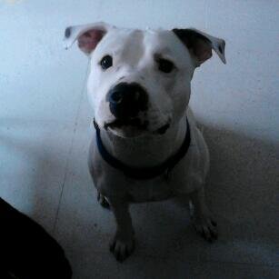 elkolodelagueto's profile picture. 