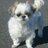 tomocha0721's profile image