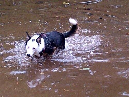 🇪🇺 ✡Rabbi, psychotherapist, former A&E sister, educator, friend. Degrees in history and Jewish studies.  Love border collies!