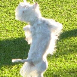 WorldStreetDogs's profile picture. Pictures Of Adorable Dogs Around The World - Fotos de Lindos Cães Pelo Mundo