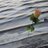 Sahar1460's profile image