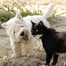 yepesanz's profile picture. 