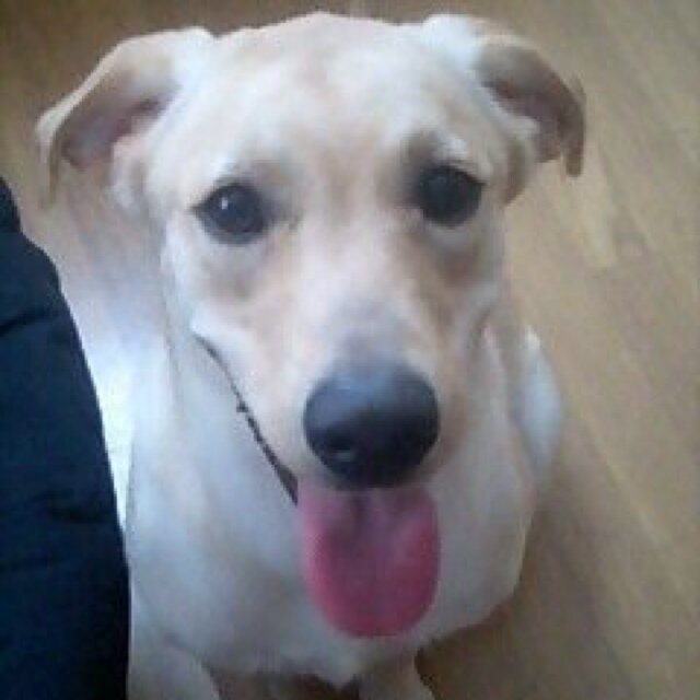 mayuchiii Profile Picture