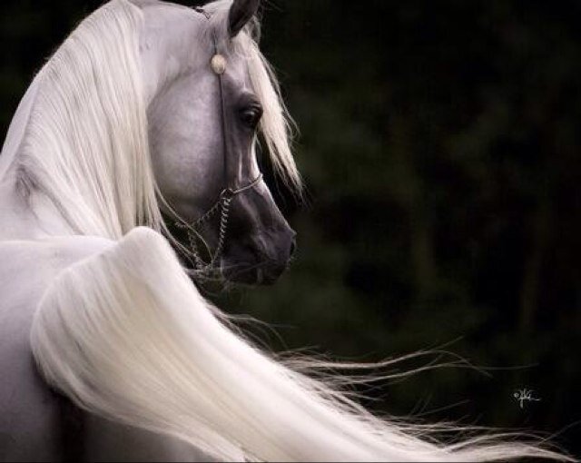 madohh12's profile picture. [ وقدمنا إلى ماعملوا من عمل فجعلناه هباء منثورا] إذا لم تخلص عملك لله فلا تتعب بدنك-اللهم إني أستغفرك من كل ذنب يميل بي إلى معصيتك. #