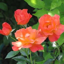 dubldubel's profile picture. 