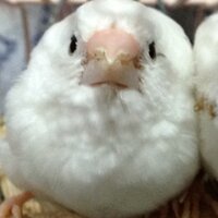 えみし (@emickey__mouse) Twitter profile photo