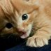 MammaCat (@elquattro) Twitter profile photo