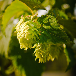 Mostly Homebrewing with a mishmash of LSU, Craft Beer, and other nonsense.