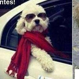 BetaLindalva's profile picture. 