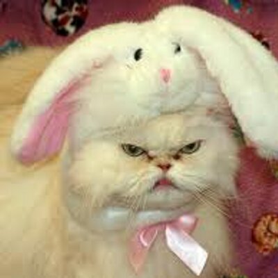 Grumpy Animals (@Grumpy_Animals) / Twitter Grumpy Animals (@Grumpy_Animals) / Twitter
