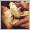 Kim Irving - @lovebird159 - Twitter