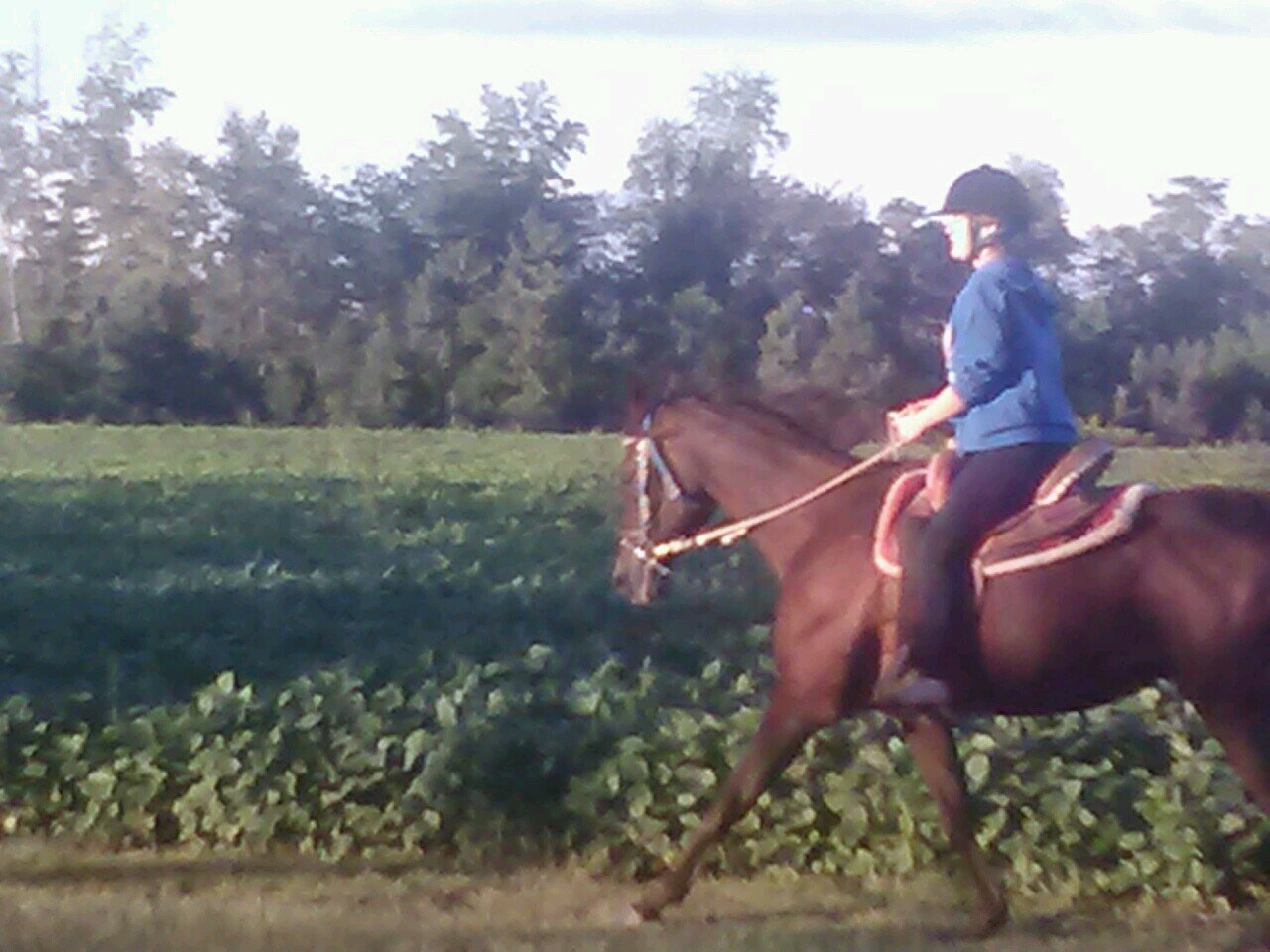 #RedHead l #horses l #country l #BATMAN l #ArabianX2 l #TWH l #Taken