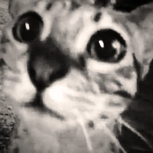 This is the Pipinators twitter! A fan account for Anthony & Kalel's kitten Pip :3