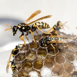 Wasp Control Service in Crawley, West Sussex.