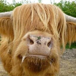 Greenland Grove Animal Sanctuary is home to over 100 animals and birds.  It is based on grassland backing onto St Osyth Creek.