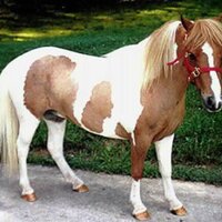 Gonzalo Bianchi (@pony_macho) 's Twitter Profile Photo