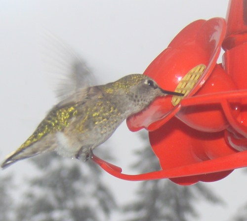 SnoPIN's profile picture. PIO/PR Professionals Serving in Crisis