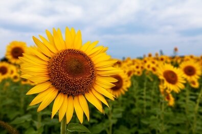 himawarifudosan's profile picture. 