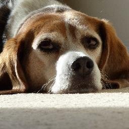 sfbaytri's profile picture. Mediocre triathlete who does it for the love of the race.