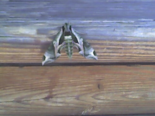 ktcollins12's profile picture. Medical Marketing Professional working in the Animal Health industry.