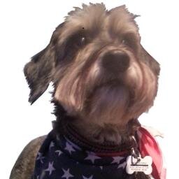 Patriot pup, observer of human behavior, bacon lover
