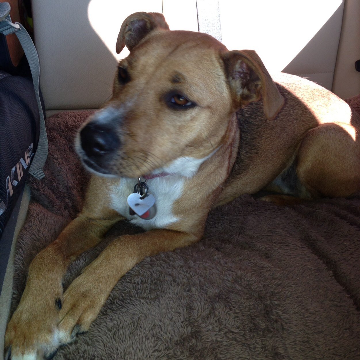 Playful boxer-terrier. I live in So Cal. Born 12/6/10. I like to chase squirrels, chipmunks & lizards.