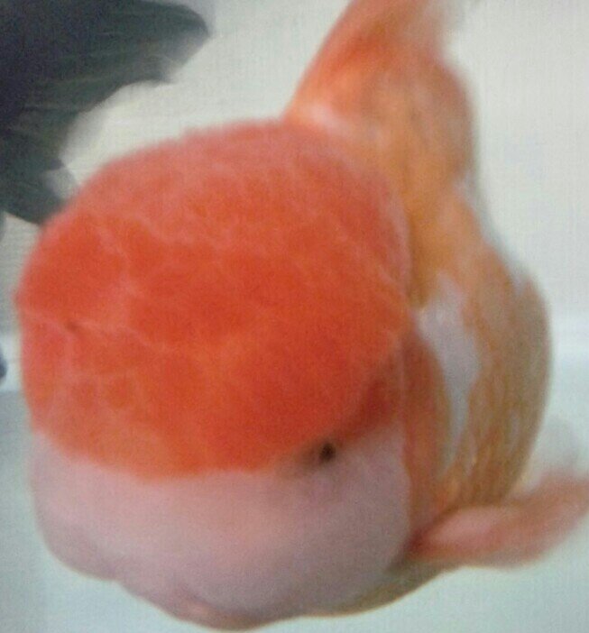 金魚アイコンですが現在のところ金魚を飼っていません…。アイコンは今は亡きオランダシシガシラつるちゃん。最近の作品に疎いのでオタク失格しかかっているが一応オタク。今までに一番感動した漫画は「北斗の拳」、とりわけ修羅編が好き。あと1stメインのガノタ？　DMは基本非対応ですのでご了承ください。