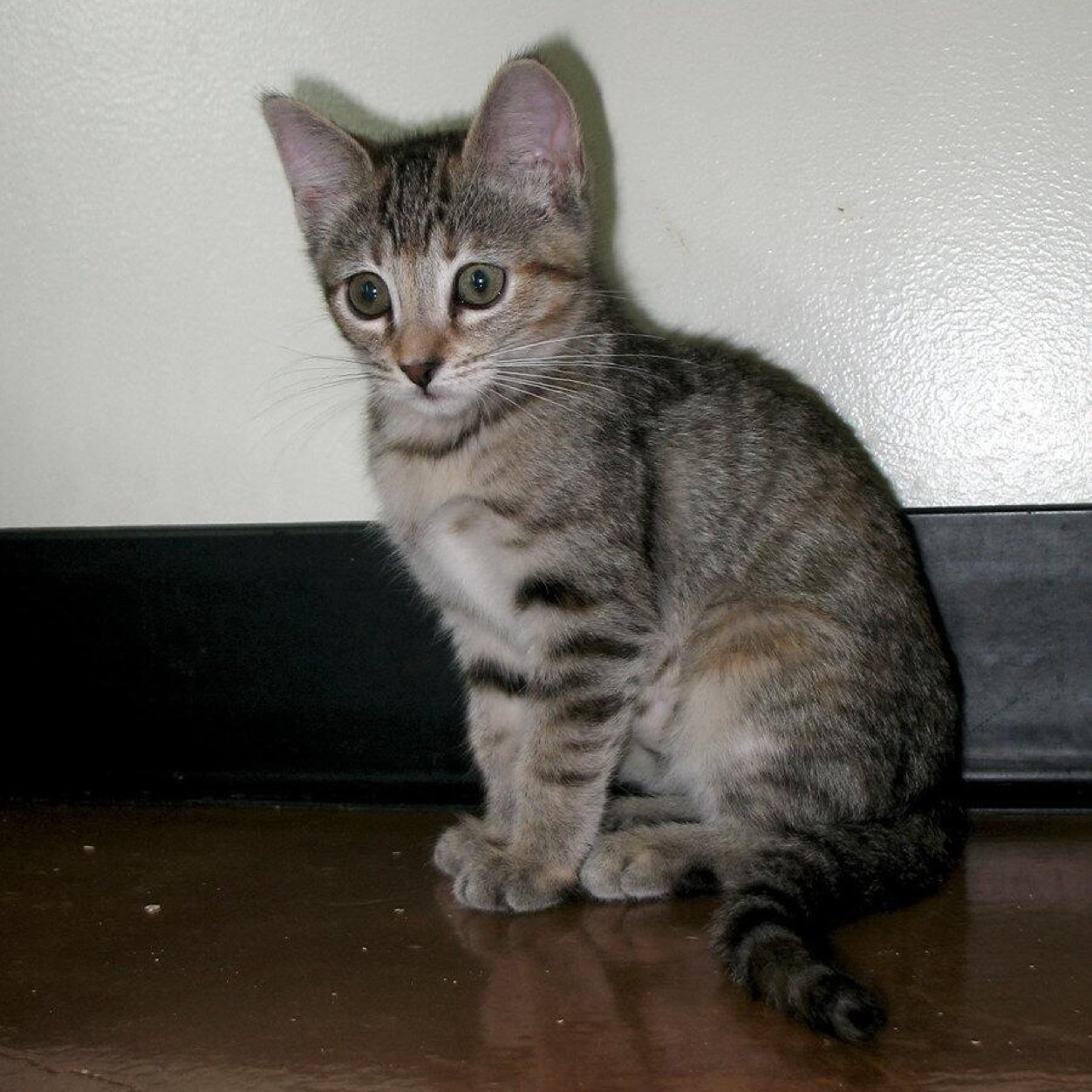 Im blind. She-kit. I cant smell cats or dogs, but im the best at smelling badgers. I'm seven moons old. Im in AmberClan