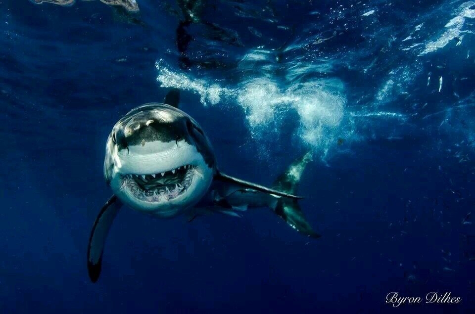 howzitworld's profile picture. Seriously committed husband, father, rugby fan - living/working/playing to keep my mind off the real SA!