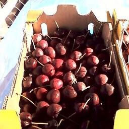 FRESHYoko's profile picture. 