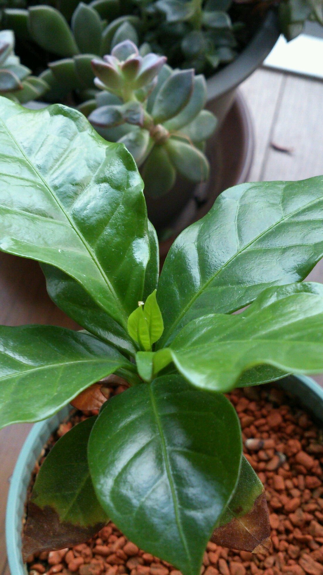 鉢植だけが生きがい
人の心や体を拘束したがる奴が嫌い
社会の動きを傍観して呟きます
