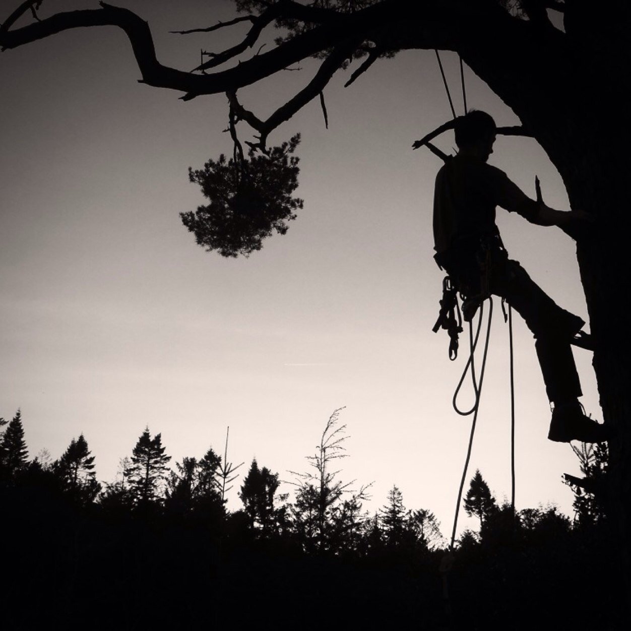 bushwacker is a team of enthusiastic arborists operating across cornwall and the fringes of space but due to insurance not space is self