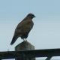 John Murphy (@johnb_murphy) 's Twitter Profile