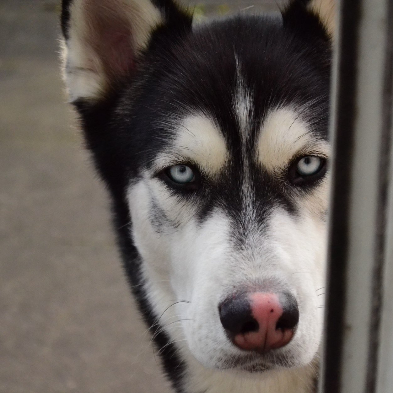 The life of blu the 2 year old siberian husky. Follow me :) Follow my best friend Monty too! @montyblueltd