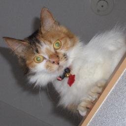 動物愛護Charity活動/ﾃﾞｺ(資格有)天然石ﾚｼﾞﾝ布物中心CharityHandmadeSHOP→Yahooﾌﾘﾏで出品・ｶｳﾝｾﾗｰ・ｾﾗﾋﾟｽﾄ/自然・動物・神仏・天然石が大好/skillup作品にﾍﾟｯﾄ写真を使って良い優しい主様募集中!ﾌｫﾛしてね/Ameba・Facebook・Instagramで活動