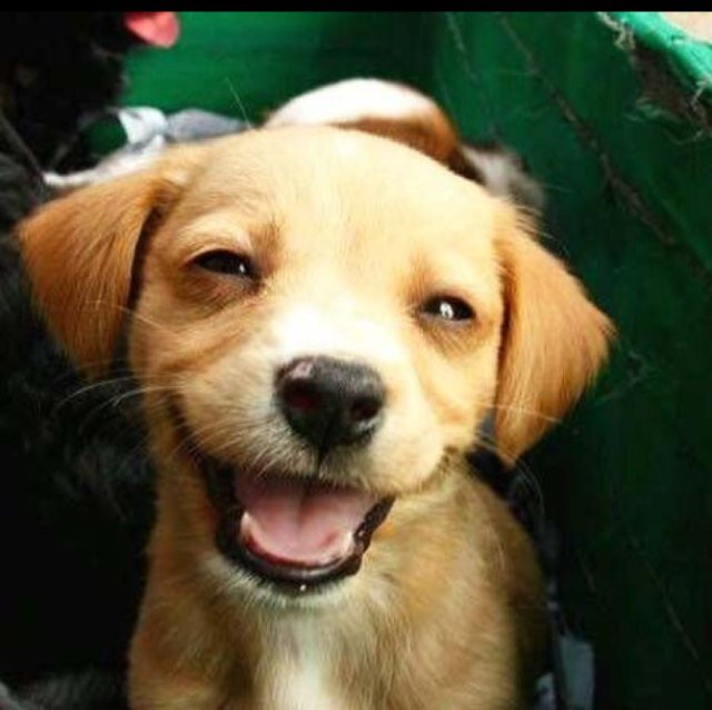 Happy animal pictures to cheer you up everyday! Tweet us your own Happy Animal Pics with the hashtag: #HappyAnimalPics and we'll repost them!