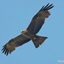 pedro alegria - @pipoalegria - Twitter