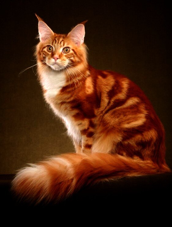 {Looks like profile pic} #Single #HeartBroken #SheCat #PureClan Has had a terrible past. Sad & angry now & will kill anyone. Becomes a killer at times.